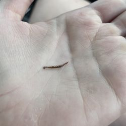 Freezing Point Ice Cream - Cockroach leg from my shake.