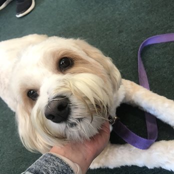B Street Books - Nana, the cutest little book store pupper! - Bookstores Near Me - Burlingame, California