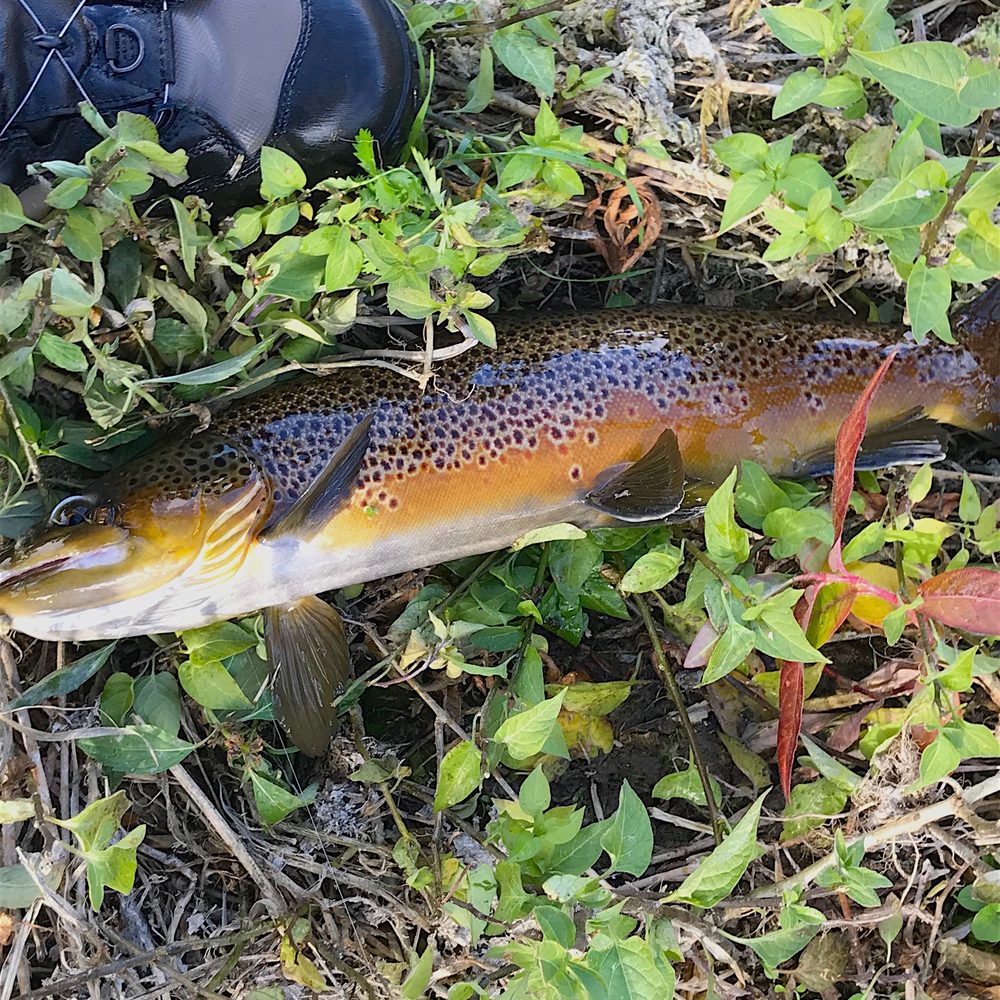 Headhunters - I caught this huge 20" brown trout by myself without a guide! - Fishing Near Me - Craig, Montana