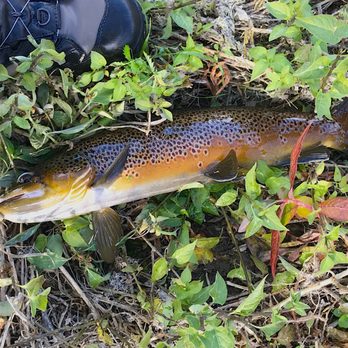 Headhunters - I caught this huge 20" brown trout by myself without a guide! - Fishing Near Me - Craig, Montana