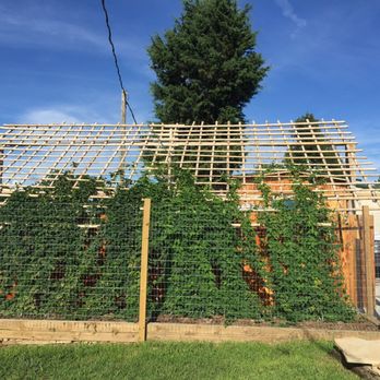 Gravity BrewWorks - The hop trellis!!!! This covers the outdoor seating area. So cool!!! - Breweries Near Me - Big Flat, Arkansas Gravity BrewWorks - The hop trellis!!!! This covers the outdoor seating area. So cool!!! - Breweries Near Me - Big Flat, Arkansas