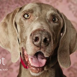 Agape Animal Rescue