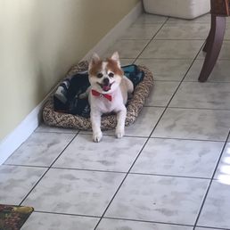 When a Pomeranian stripped down and has a fabulous bow on.