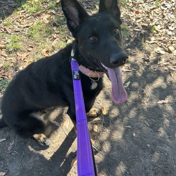 Unbounded Canines - Hanji - Pet Training Near Me Unbounded Canines - Hanji - Pet Training Near Me