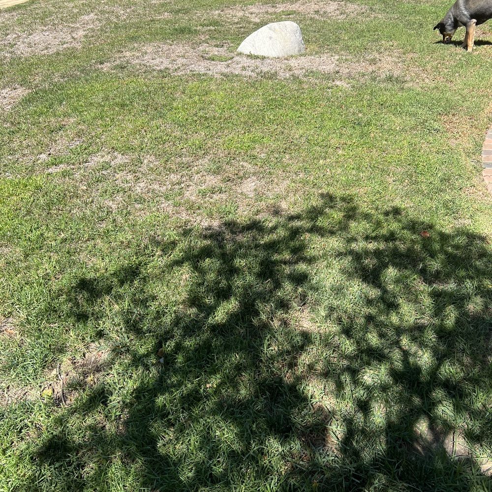 AAA Lawn Painting - Backyard before painting the lawn. - Lawn Services Near Me