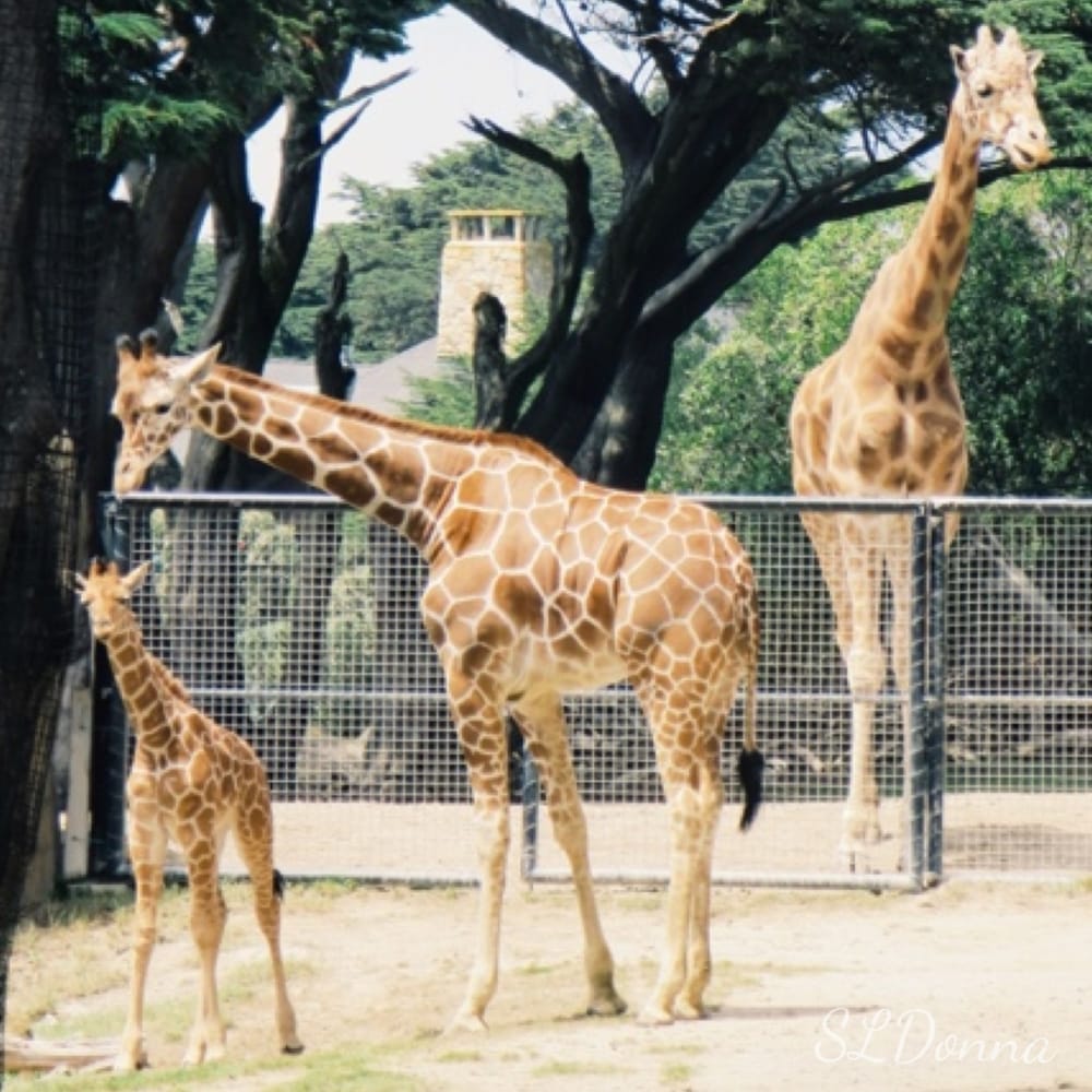 San Francisco Zoo