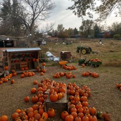 Everitt Farms - The pumpkin patch!