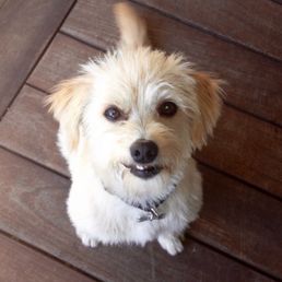 Good boy Max, lived to 17 years old and was with us for 16 of those!