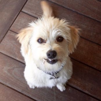 Carrie Nagel DVM - At Home Euthanasia - Good boy Max, lived to 17 years old and was with us for 16 of those! - Veterinarians Near Me