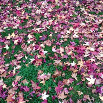 Griffith Observatory - Fall leaves @ Griffith #colorful - Observatories Near Me - Los Angeles, California Griffith Observatory - Fall leaves @ Griffith #colorful - Observatories Near Me - Los Angeles, California