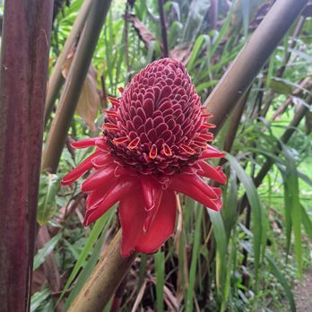 Hike Maui - From the rainforest - Tours Near Me - Kahului, Hawaii Hike Maui - From the rainforest - Tours Near Me - Kahului, Hawaii