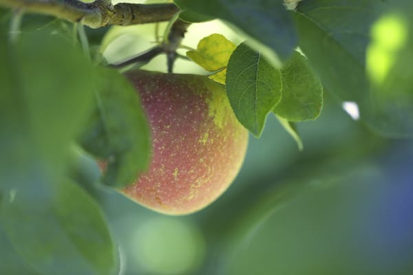 Thompson's Orchards by null