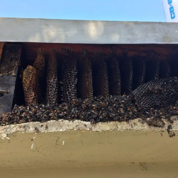All Pest Pros - Bee Hive Home invasion - Pest Control Near Me - Palmdale, California