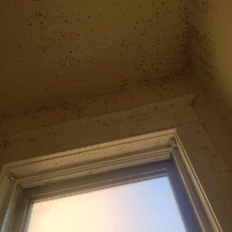 Severe mold Severe mold