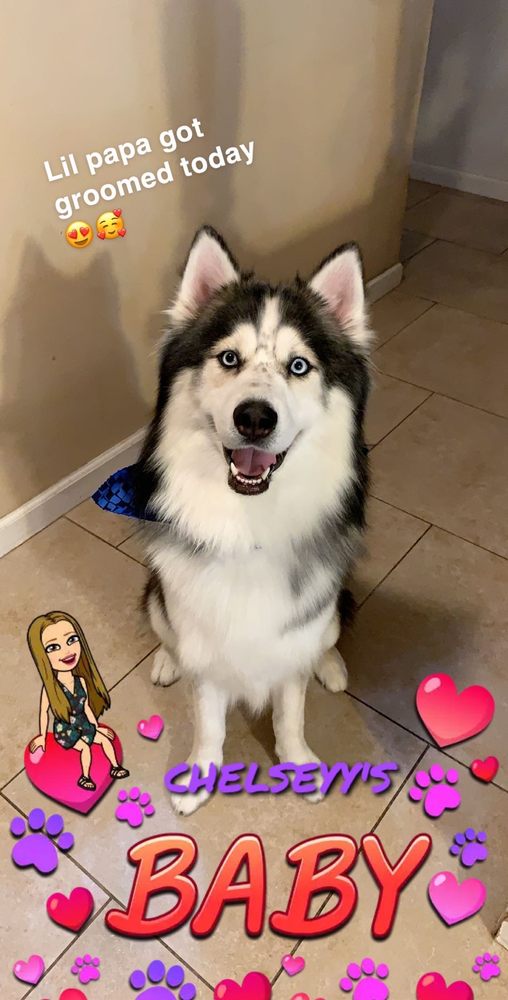 MEJIAS PET GROOMING 131 Photos & 124 Reviews Pet Groomers 325 S