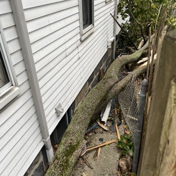 Palmer Tree Service - same - Tree Services Near Me - Framingham, Massachusetts