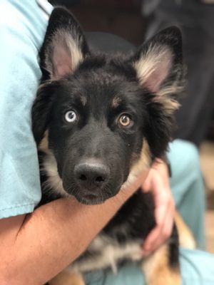 pet care express 43rd