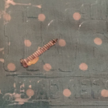 Habit Burger & Grill - This was in my salad! - Burgers Near Me - Oxnard, California