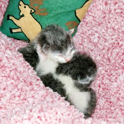 Cat Protection Society - My latest twins, they are 2 days old in this photo. They already have me wrapped around their little beans.