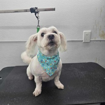 Looking Pawtastic - I'm the boss now ! - Pet Groomers Near Me