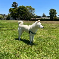 Star Of The Sea Park - Dog