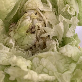H-E-B - Napa cabbage bought yesterday with bug eggs in it - Grocery Near Me - Houston, Texas