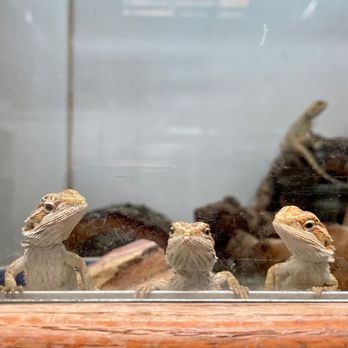 East Bay Vivarium - Reptile Shops Near Me - Berkeley, California