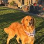 Woof Gang Bakery & Grooming