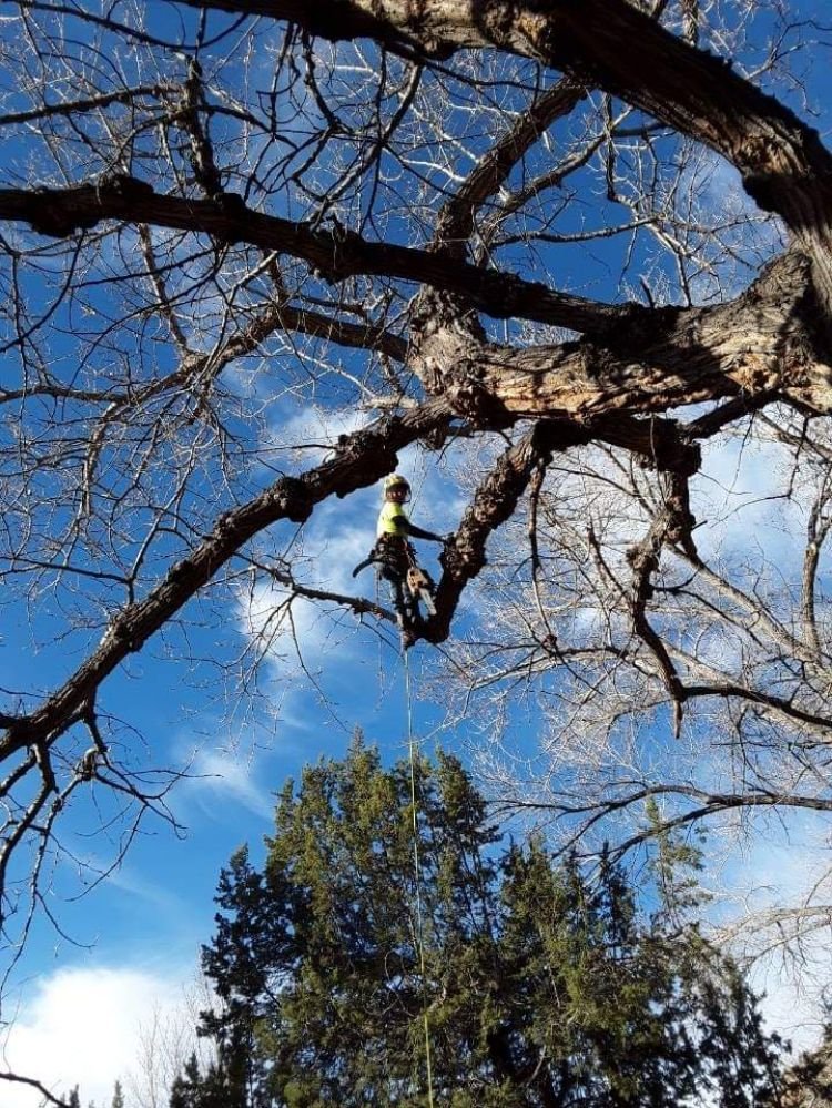 J Harris Tree Care - tree service in Santa Fe, NM