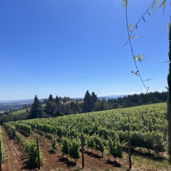 White Rose Estate - View - Wine Tasting Room Near Me - Dayton, Oregon