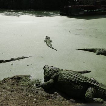 Jungle Adventures - Tours Near Me - Christmas, Florida Jungle Adventures - Tours Near Me - Christmas, Florida