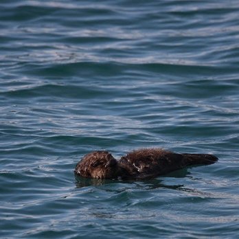 Discovery Whale Watch - Whale Watching Tours Near Me - Monterey, California