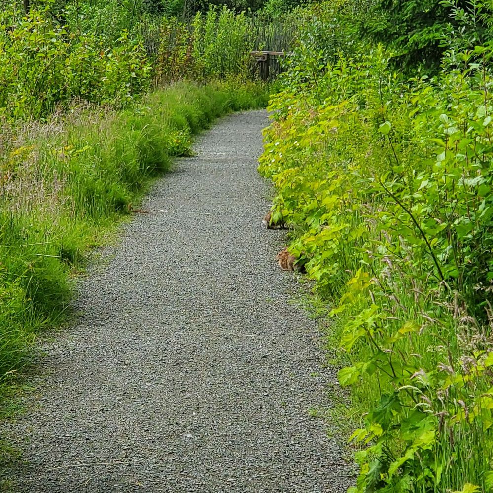 Lowell Riverfront Park - Path in woodlands. Can you see the bunnies? - Parks Near Me - Everett, Washington Lowell Riverfront Park - Path in woodlands. Can you see the bunnies? - Parks Near Me - Everett, Washington