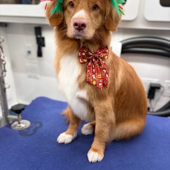 Love2Groom - Grooming By John - Aka the Toller - Pet Groomers Near Me - Houston, Texas Love2Groom - Grooming By John - Aka the Toller - Pet Groomers Near Me - Houston, Texas
