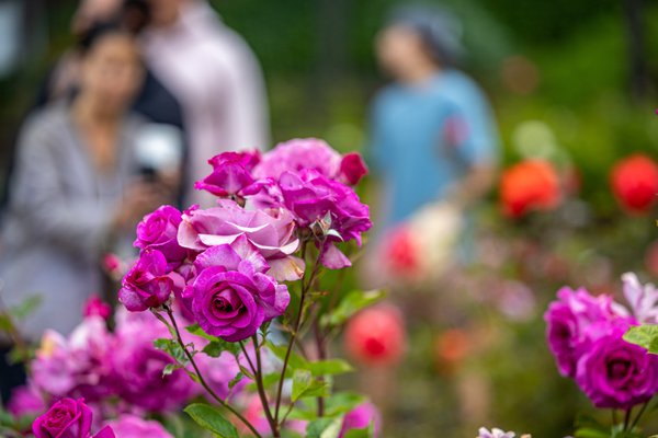 Berkeley Rose Garden by null