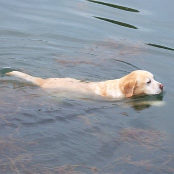 Paddock Lake Pet Services - Pet Sitting Near Me - Salem, Wisconsin Paddock Lake Pet Services - Pet Sitting Near Me - Salem, Wisconsin