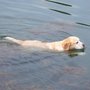 Photo of Paddock Lake Pet Services