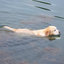 Paddock Lake Pet Services