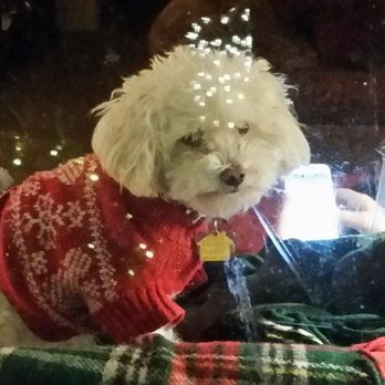 West Coast K9 - My boy Declan at Christmas - Pet Groomers Near Me - Olympia, Washington West Coast K9 - My boy Declan at Christmas - Pet Groomers Near Me - Olympia, Washington