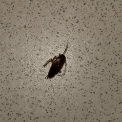 Ramada by Wyndham Uniontown - Roaches in the rooms