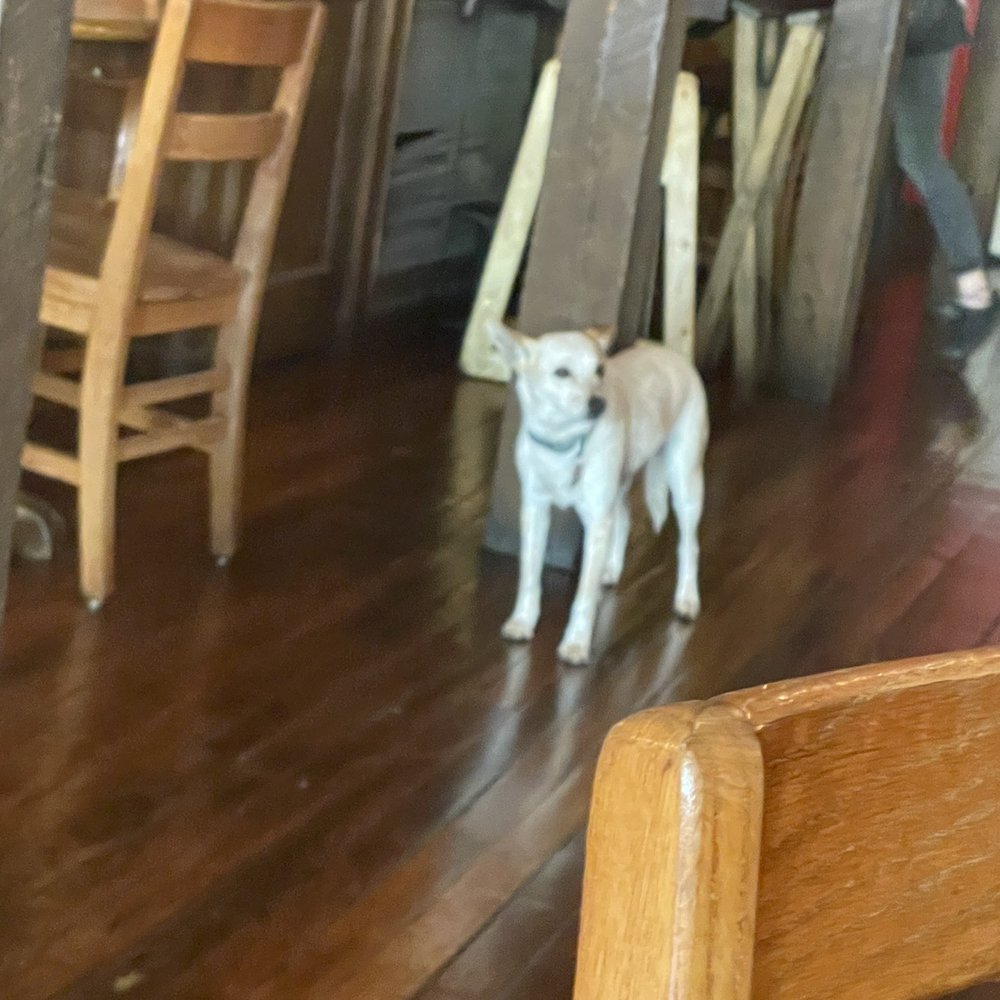 Bone Fire Smokehouse At The Hardware - The dog wandering around the restaurant - Barbeque Near Me - Abingdon, Virginia Bone Fire Smokehouse At The Hardware - The dog wandering around the restaurant - Barbeque Near Me - Abingdon, Virginia
