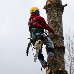 Castillo Tree Services