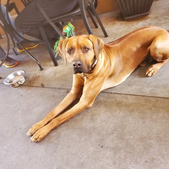 Auburn Alehouse - The neighbor's doggie! So well behaved! - American Near Me - Auburn, California Auburn Alehouse - The neighbor's doggie! So well behaved! - American Near Me - Auburn, California