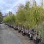 Photo of Ocean View Nursery