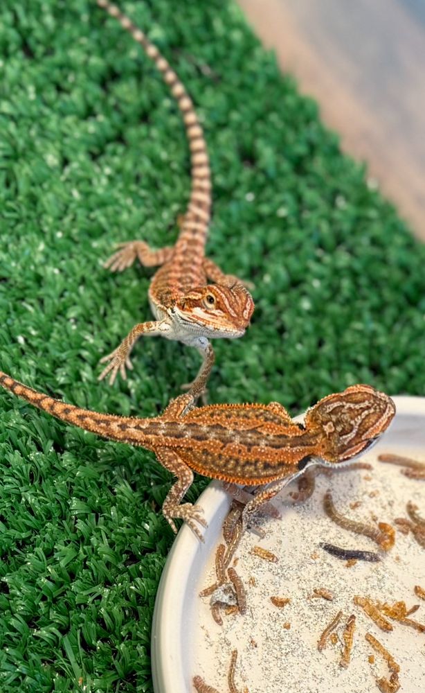 Third Coast Exotics - reptile breeding in La Porte, TX