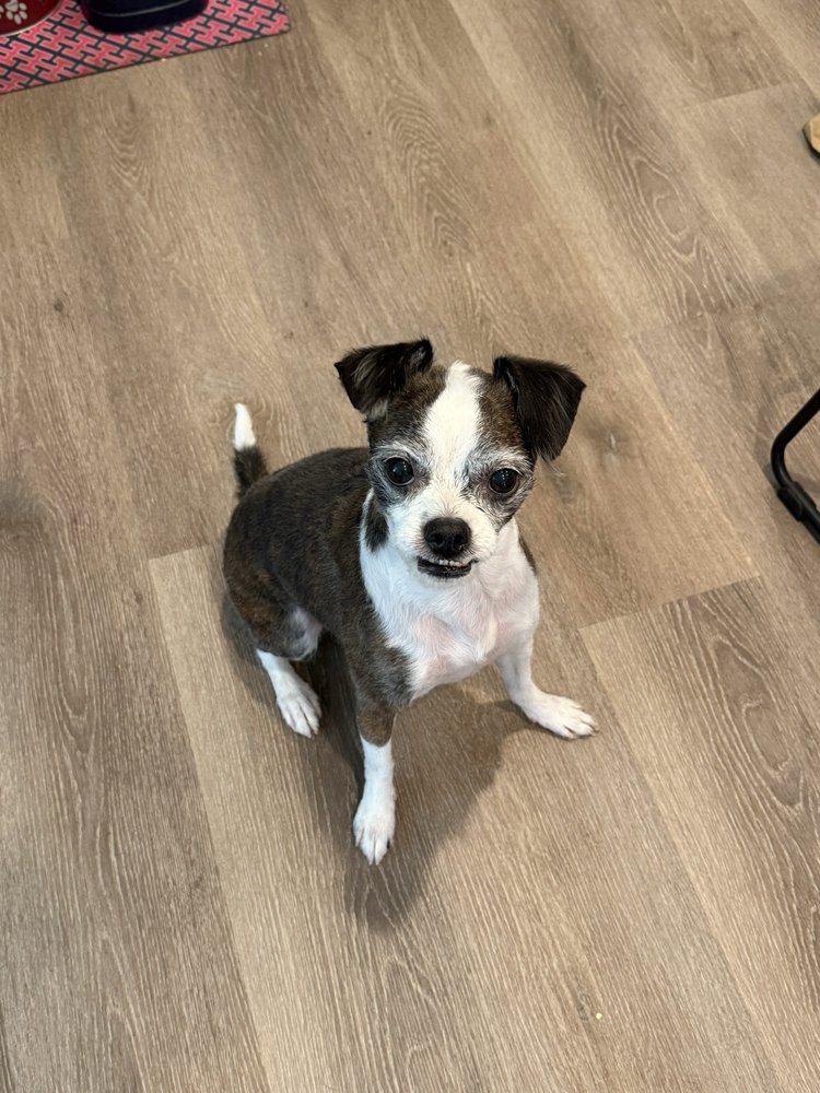 Petsense Image