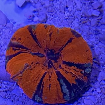 Reefflex - Aquarium Services Near Me