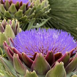 Garden Safaris - Captured this! Artichoke