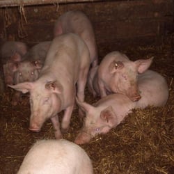Betriebsgemeinschaft Gut Adolphshof - kleine Schweinerei