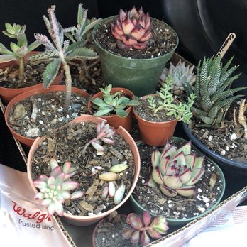 Francis's Cactus Succulents - Nurseries & Gardening Near Me - Los Angeles, California Francis's Cactus Succulents - Nurseries & Gardening Near Me - Los Angeles, California